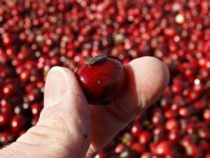 Đỏ tươi vụ mùa việt quất Canada