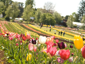 Tulip đâu chỉ ở Hà Lan