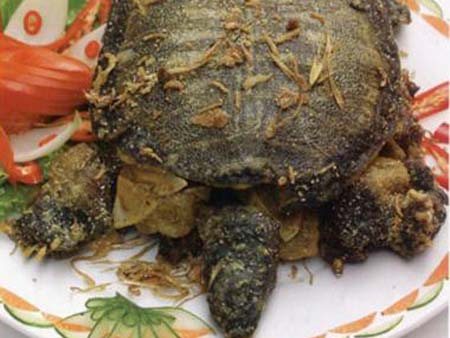 Phụ nữ mang thai nên tránh thịt ba ba