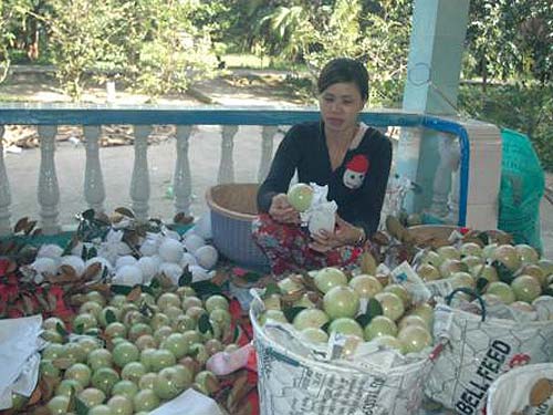 Vú sữa Lò Rèn tắc đầu ra