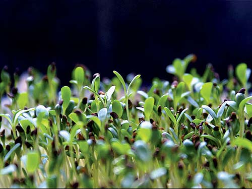 Bổ, độc với rau mầm