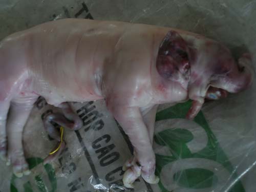 Heo đẻ ra…voi ở Củ Chi