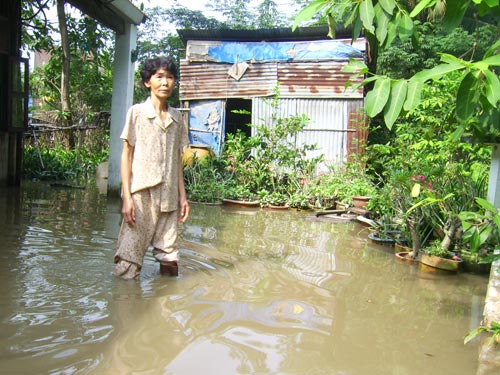 TPHCM: Dân trồng mai lại "méo mặt" vì vỡ bờ bao