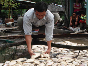 Nước mắt làng bè