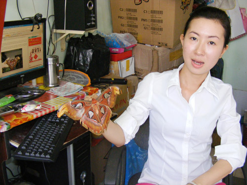Bình Dương: Bướm khổng lồ cầu cứu