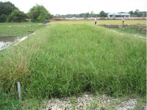 Nước sạch nhờ công nghệ rẻ tiền
