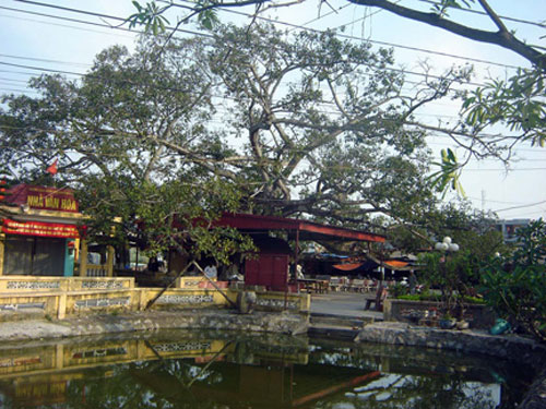 Huyền ảo cây đa 13 gốc