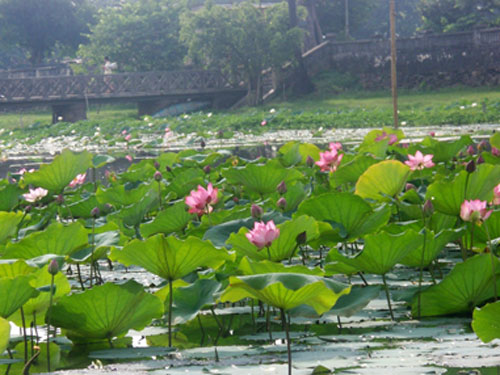 Sen Huế đã trở lại