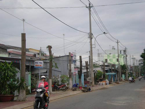 Trà Vinh "trảm" hoa sữa hàng loạt
