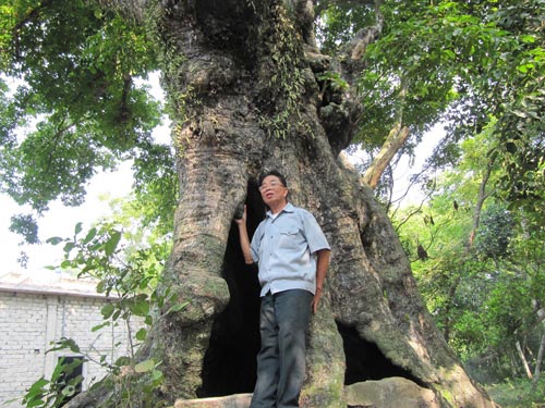 Cây di sản bạc tỉ