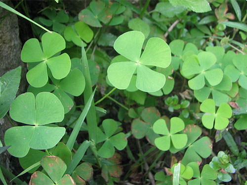 Rau bợ - dược liệu quý