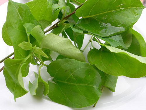 Thuốc hay từ lá giang
