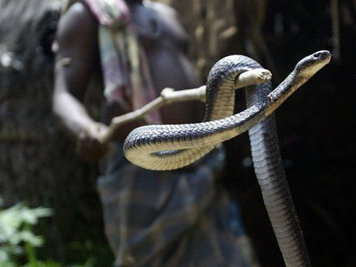 Đòi đất bằng rắn độc