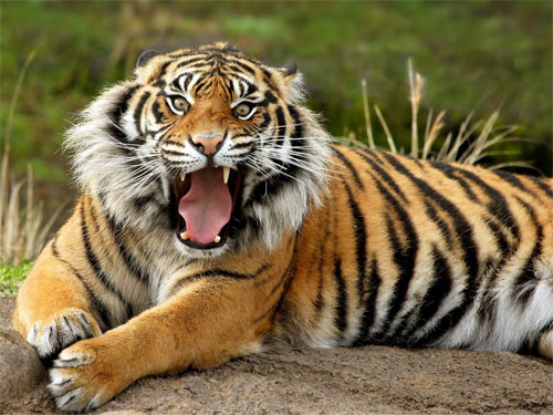 Cọp vào làng ăn thịt 2 người cạo mủ cao su