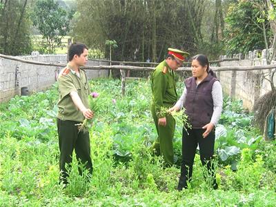 Hà Nội: Phát hiện “canh tác” cây thuốc phiện tại nhà