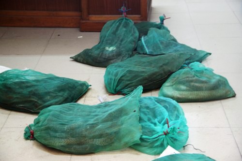 Gần 1 tạ hổ mang chúa, hổ mang trâu chết vì nắng nóng