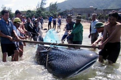 Hà Tĩnh: Bắt được cá lạ còn sống nặng hơn 350 kg