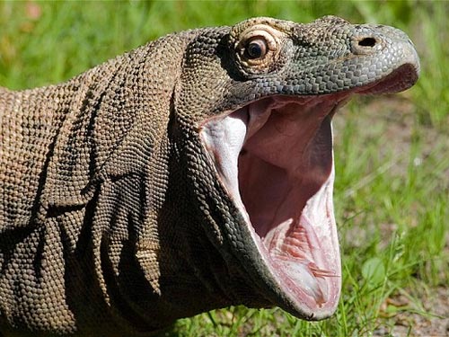 Cụ bà 83 tuổi chống chọi với rồng Komodo