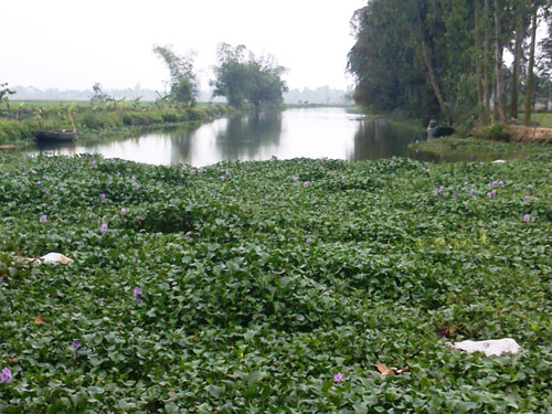 Thanh Hóa: Lợn chết trôi đầy sông