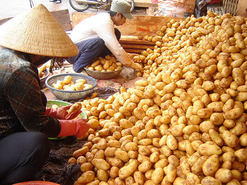 Khoai tây độc: Phải chấp nhận!