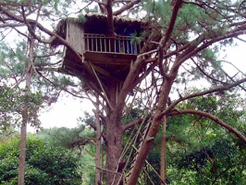 Đi Đà Lạt, ngủ trên cây