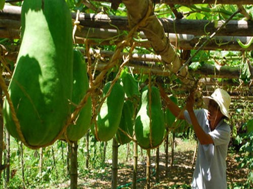 Sản vật bàu Chánh Trạch