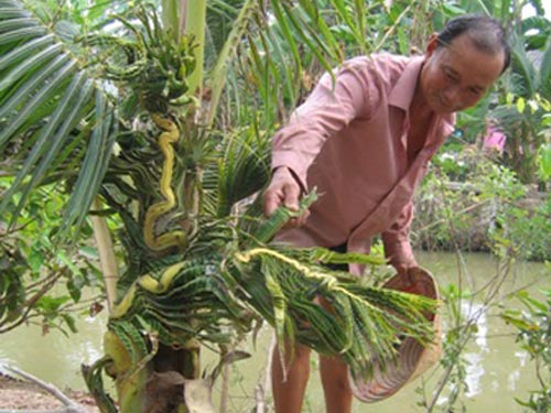 Cây dừa có lá tạo hình giống con rồng