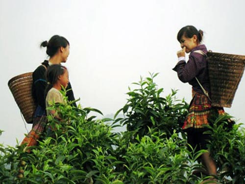 Lên Suối Giàng uống chè Shan tuyết...