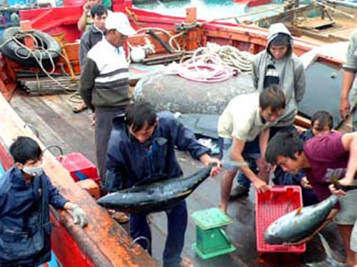 Lý Sơn: Một phiên biển cho thu nhập trên 1 tỉ đồng