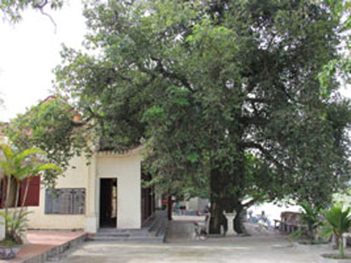 Đền Tân Ninh và cây sữa cổ thụ