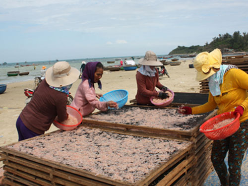 Dân Châu Thuận Biển trúng "lộc biển"