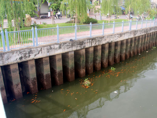 Cá nổi trên kênh Nhiêu Lộc