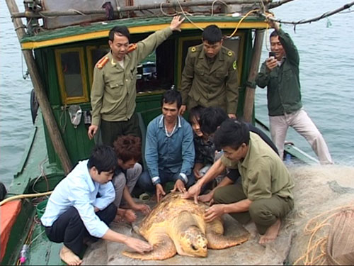 Ngư dân thả con vích nặng gần 100 kg về biển