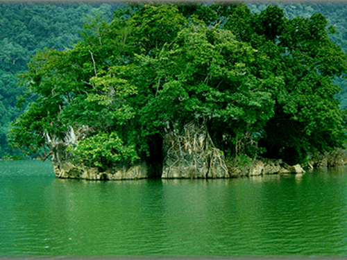 “Miếng bánh” thơm