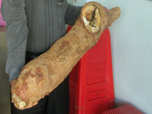 Củ mì nặng 30 kg