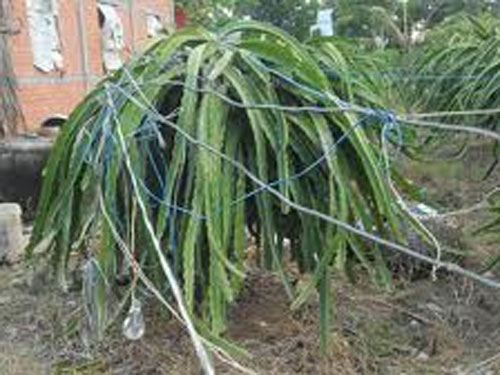 Bảo vệ mắc điện chống trộm, bé 6 tuổi chết oan