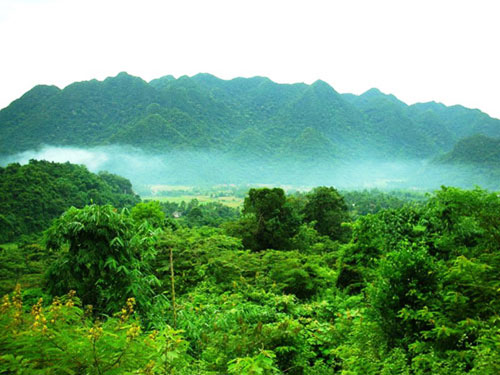 Bò tót xuất hiện ở Pù Hu