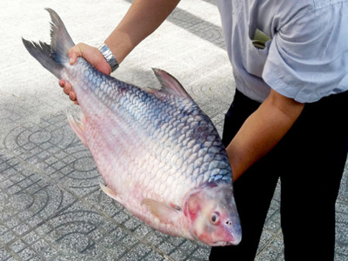 Bắt được cá mè vinh nặng 10 kg