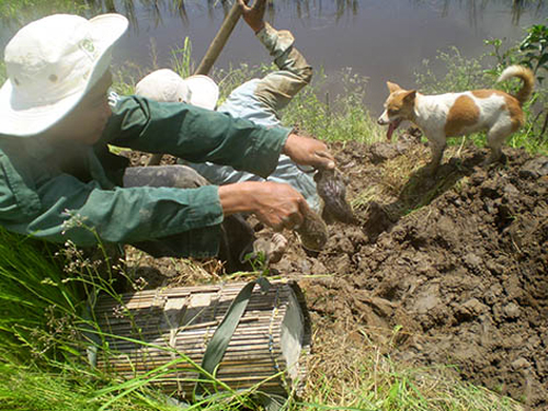 Chuột bằm xào rau ngò om