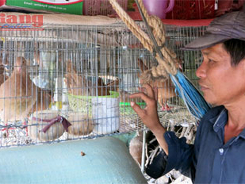 Làm giàu với nghề nuôi bồ câu cảnh