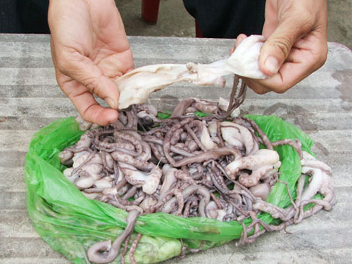 Phát hiện bạch tuộc khác thường