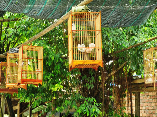 Chim cảnh lên "ngôi", trộm lộng hành
