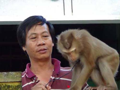 Mệt mỏi vì bị khỉ quậy phá, tấn công