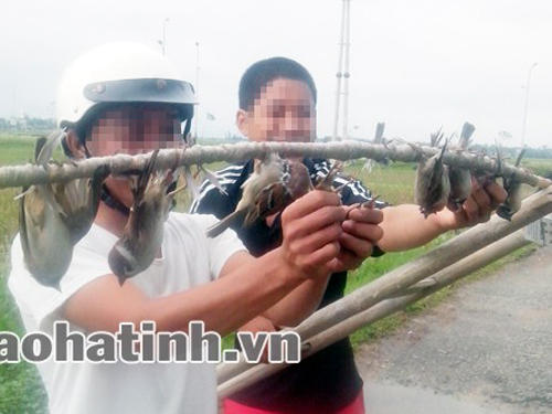 Tận diệt chim sẻ