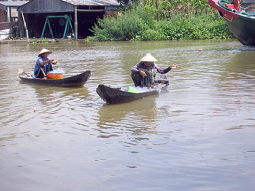 Mùa cá linh trên sông Ô Môn