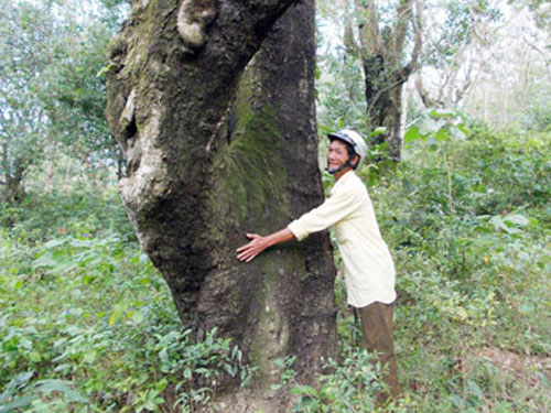 Khu rừng "hộ mệnh"