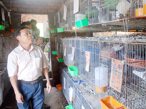 Sung túc nhờ bồ câu Pháp