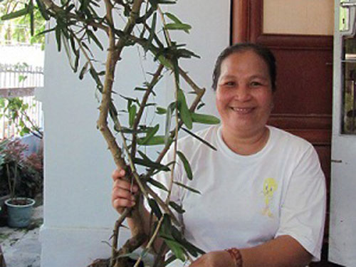 Nguy cơ tận diệt “cây thần dược”