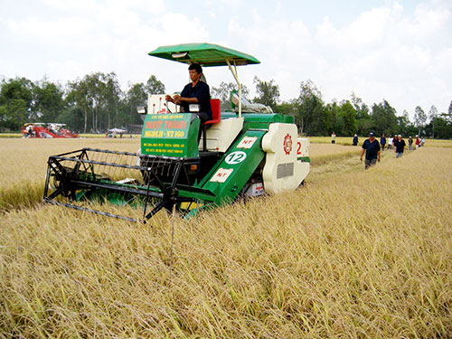 “Cánh đồng mẫu lớn” chưa đủ lớn