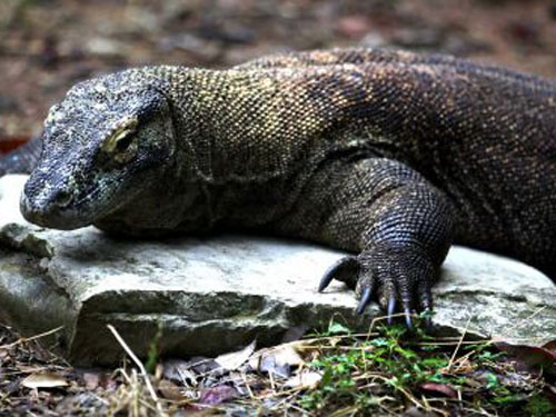 Rồng Komodo chết ngộp trong sở thú